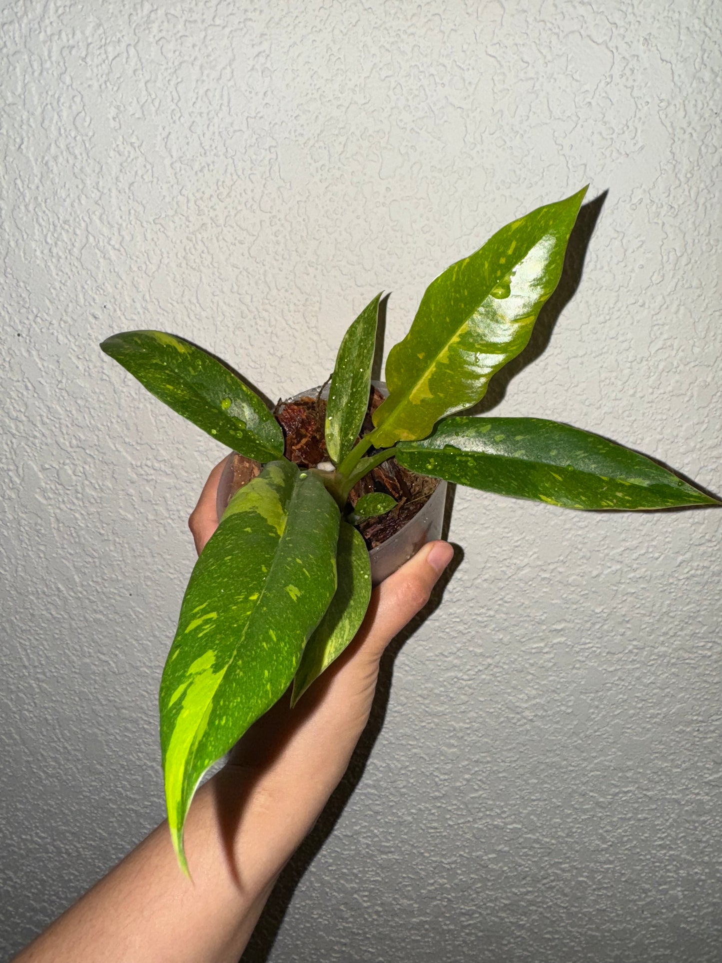 Philodendron Ring of Fire Variegated