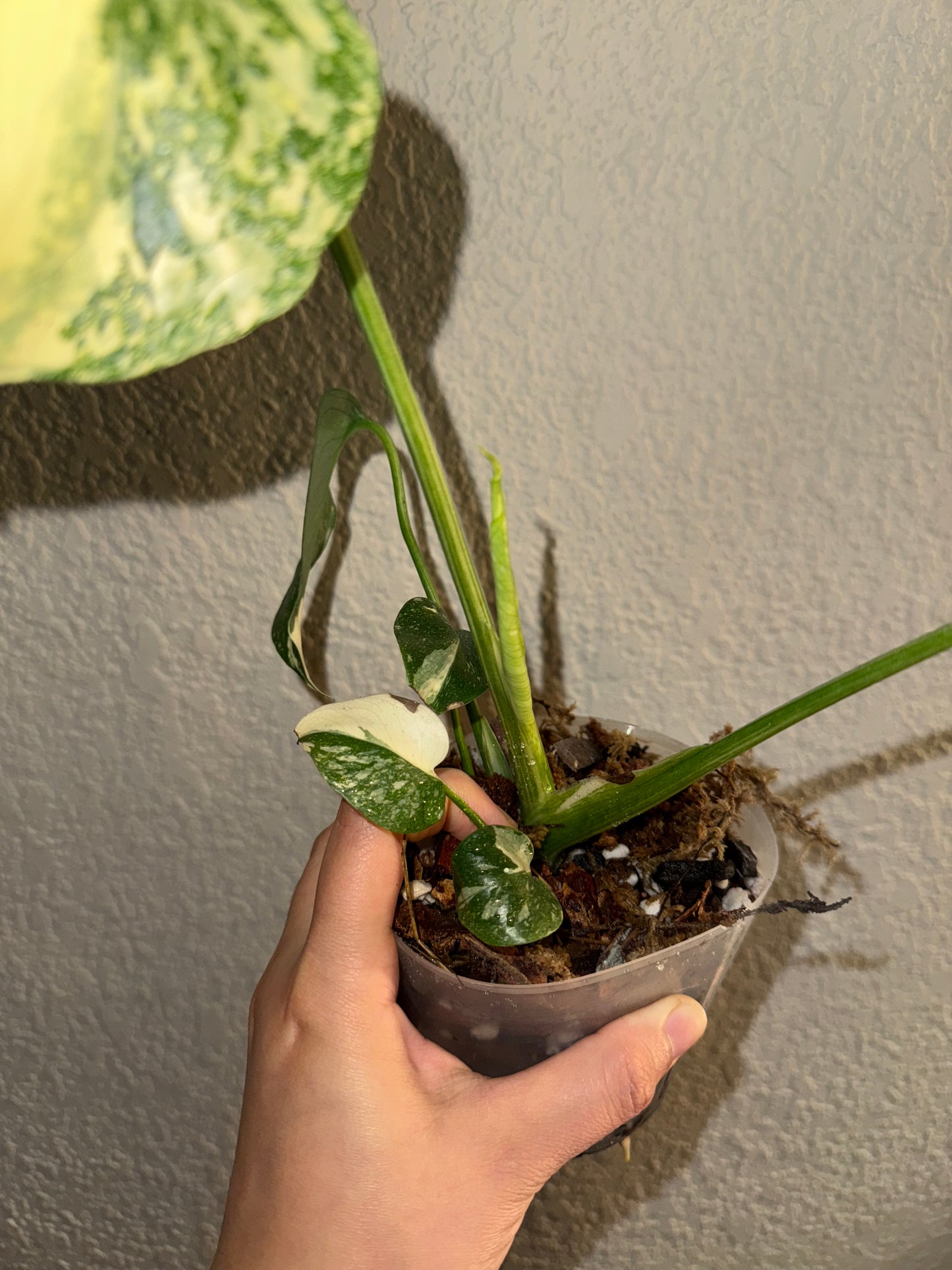 Monstera Thai Constellation Creme Brulee