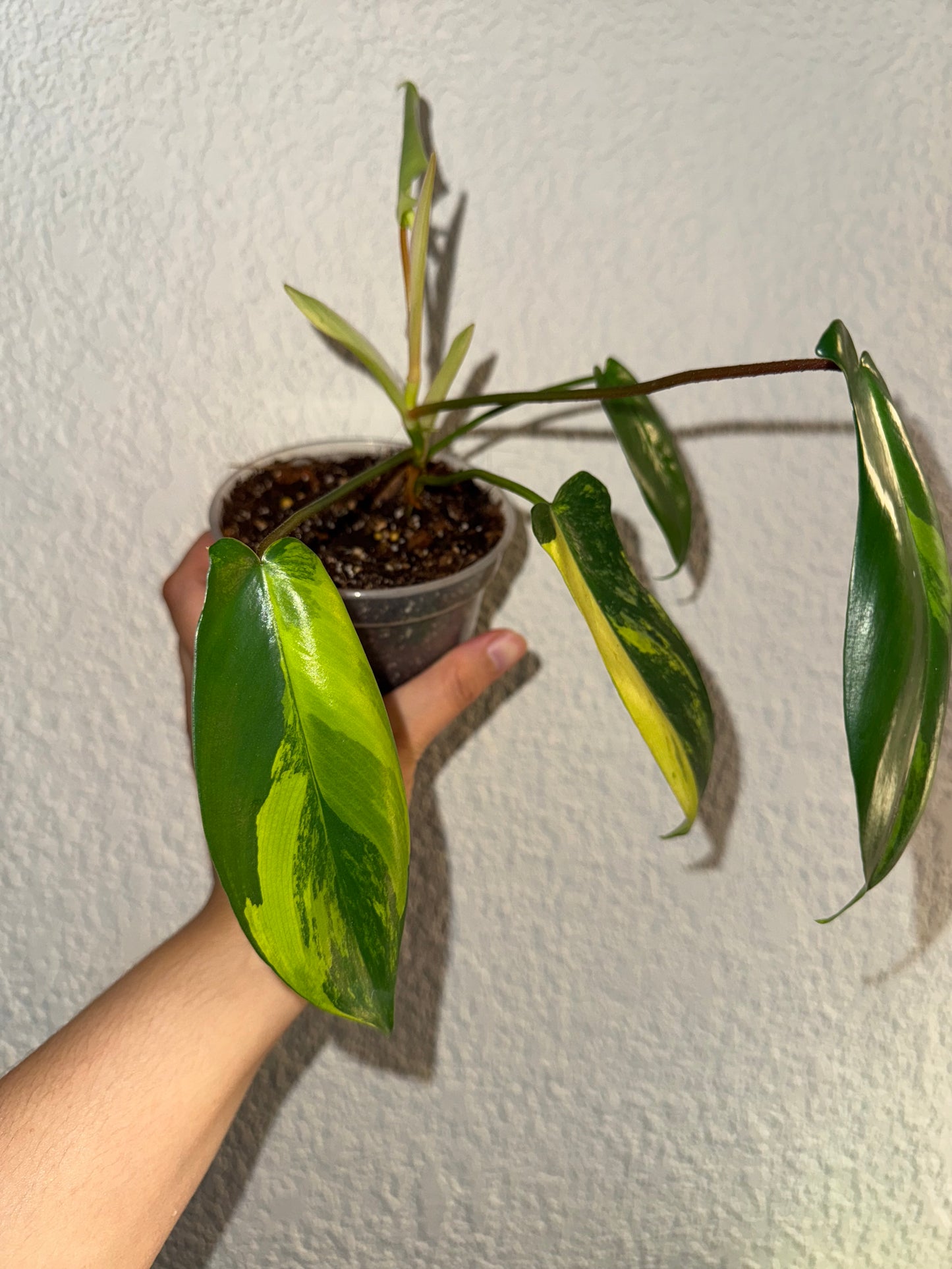 Philodendron Florida Beauty Variegated A