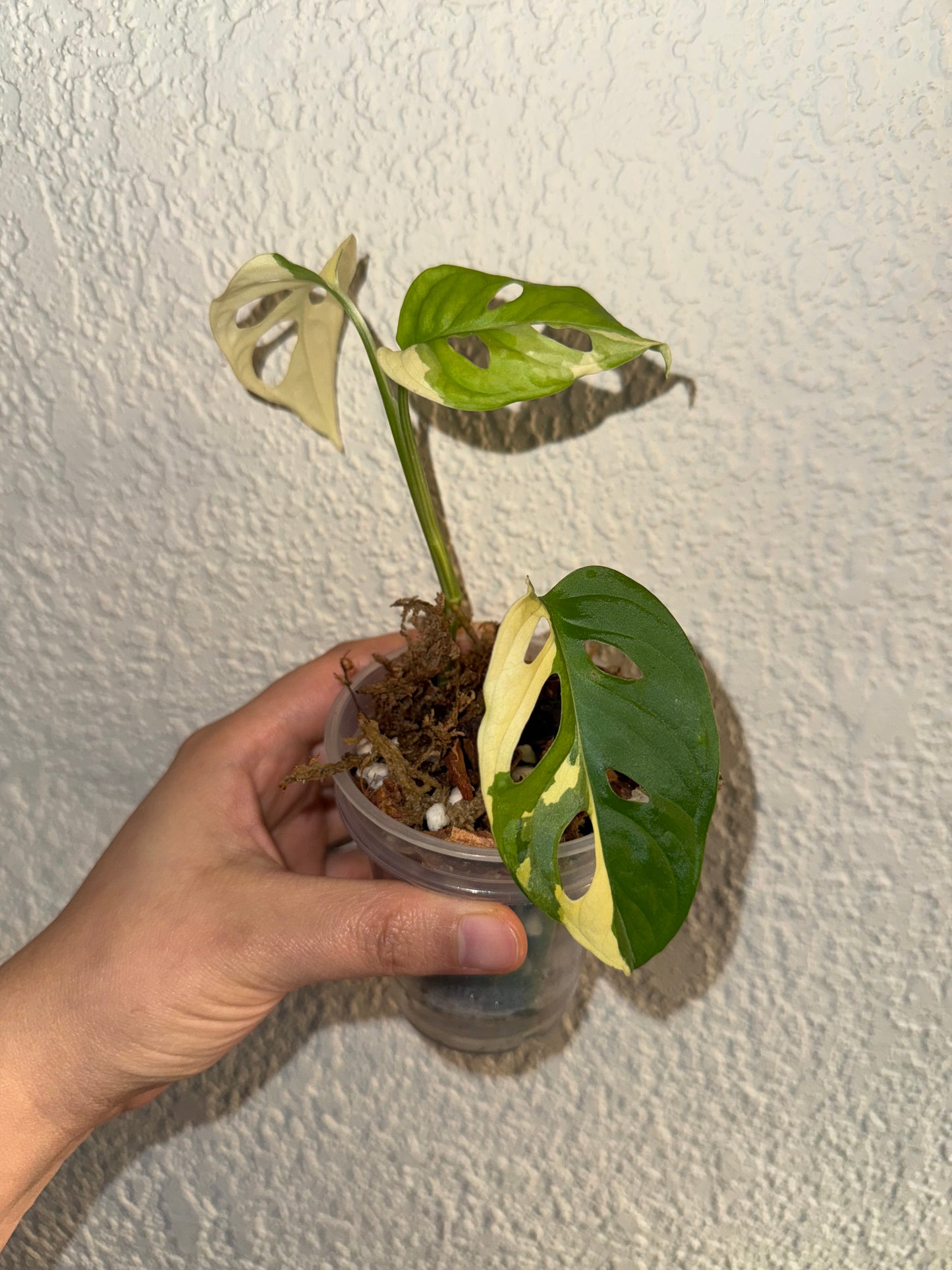 Adansonii Albo Variegated (Top Cut)