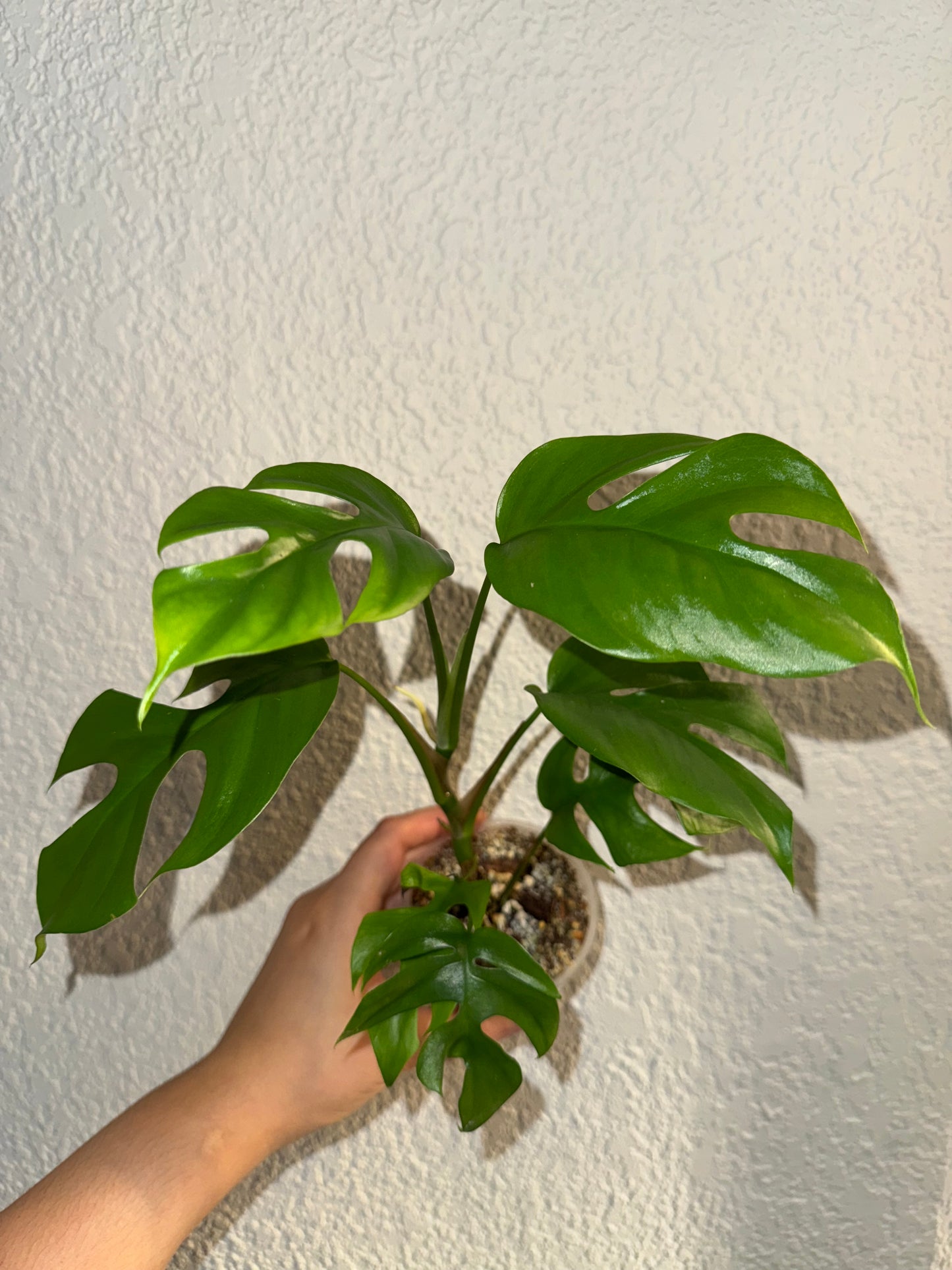 Rhaphidophora Tetrasperma A
