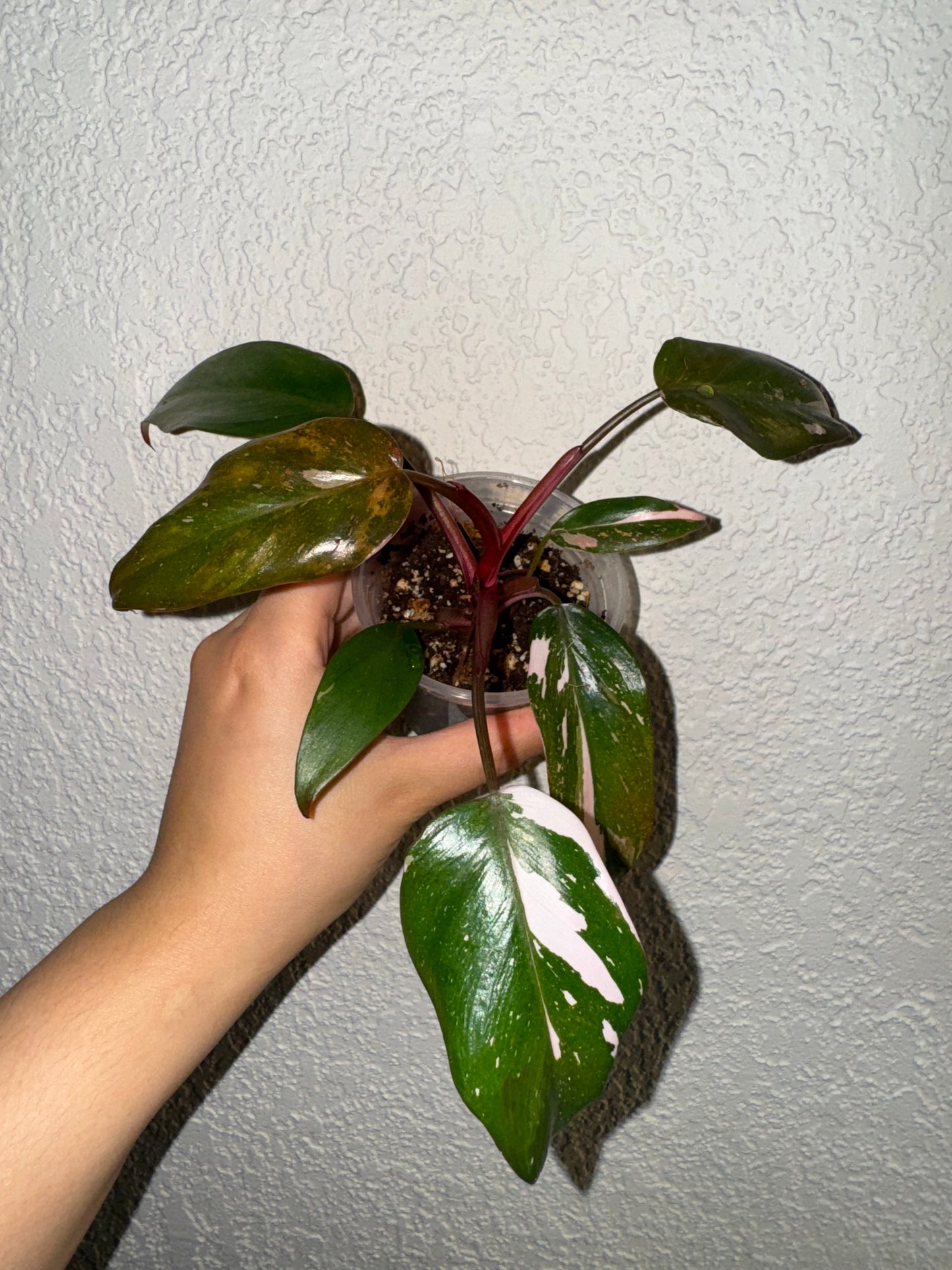 Philodendron Red Anderson