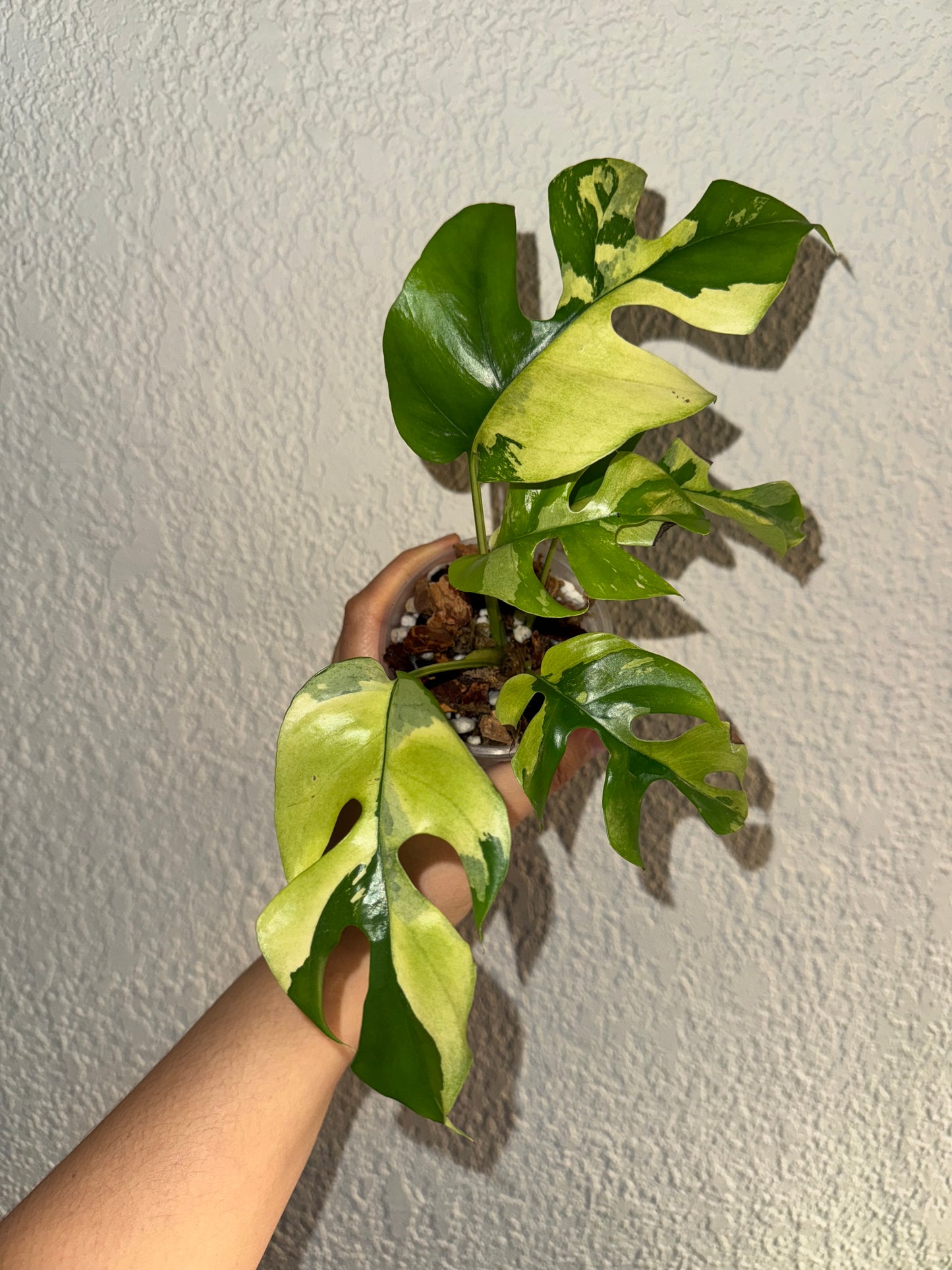 Rhaphidophora Tetrasperma Mint Variegated (Top-Cut)