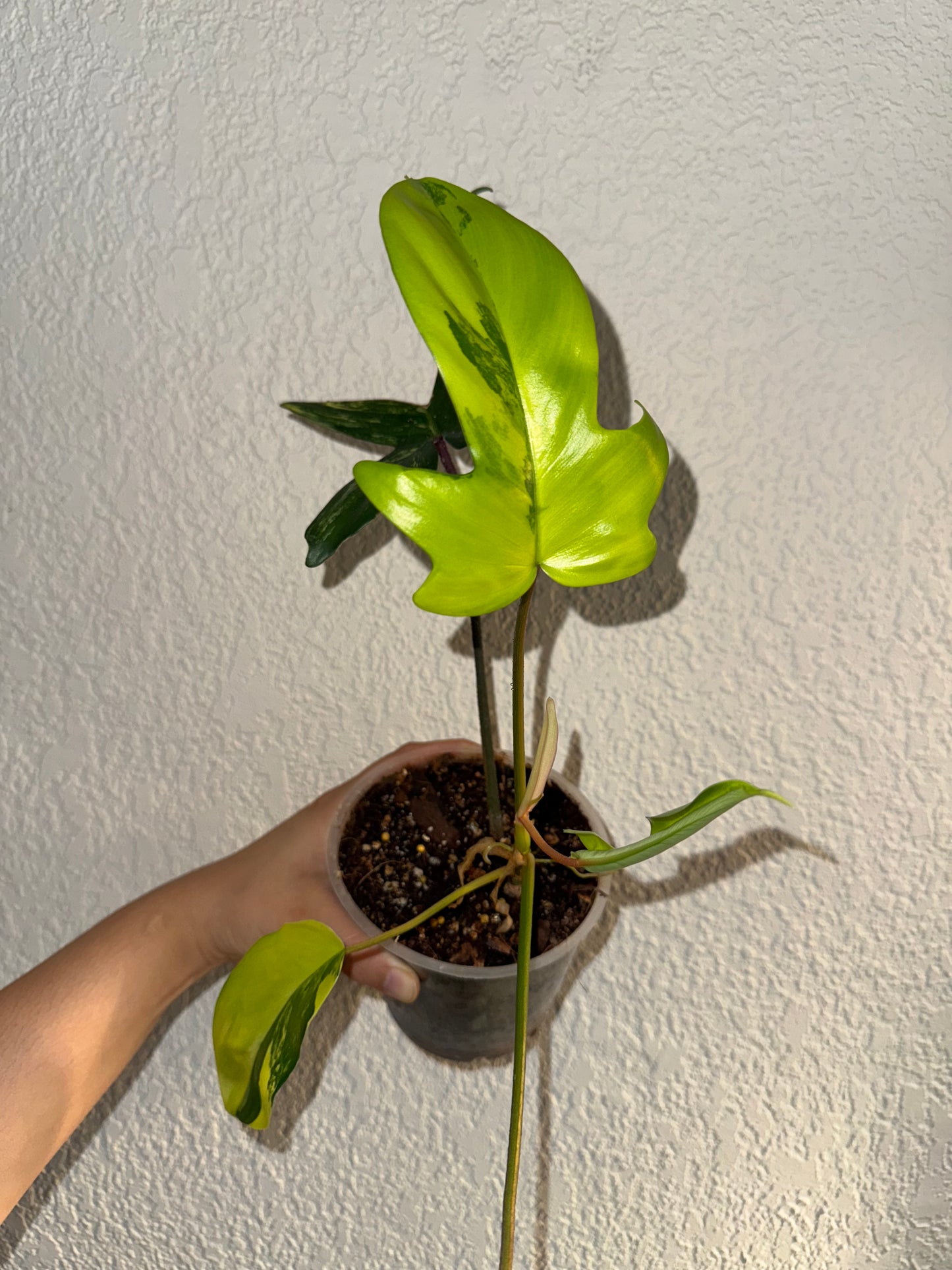 Philodendron Florida Beauty Variegated B