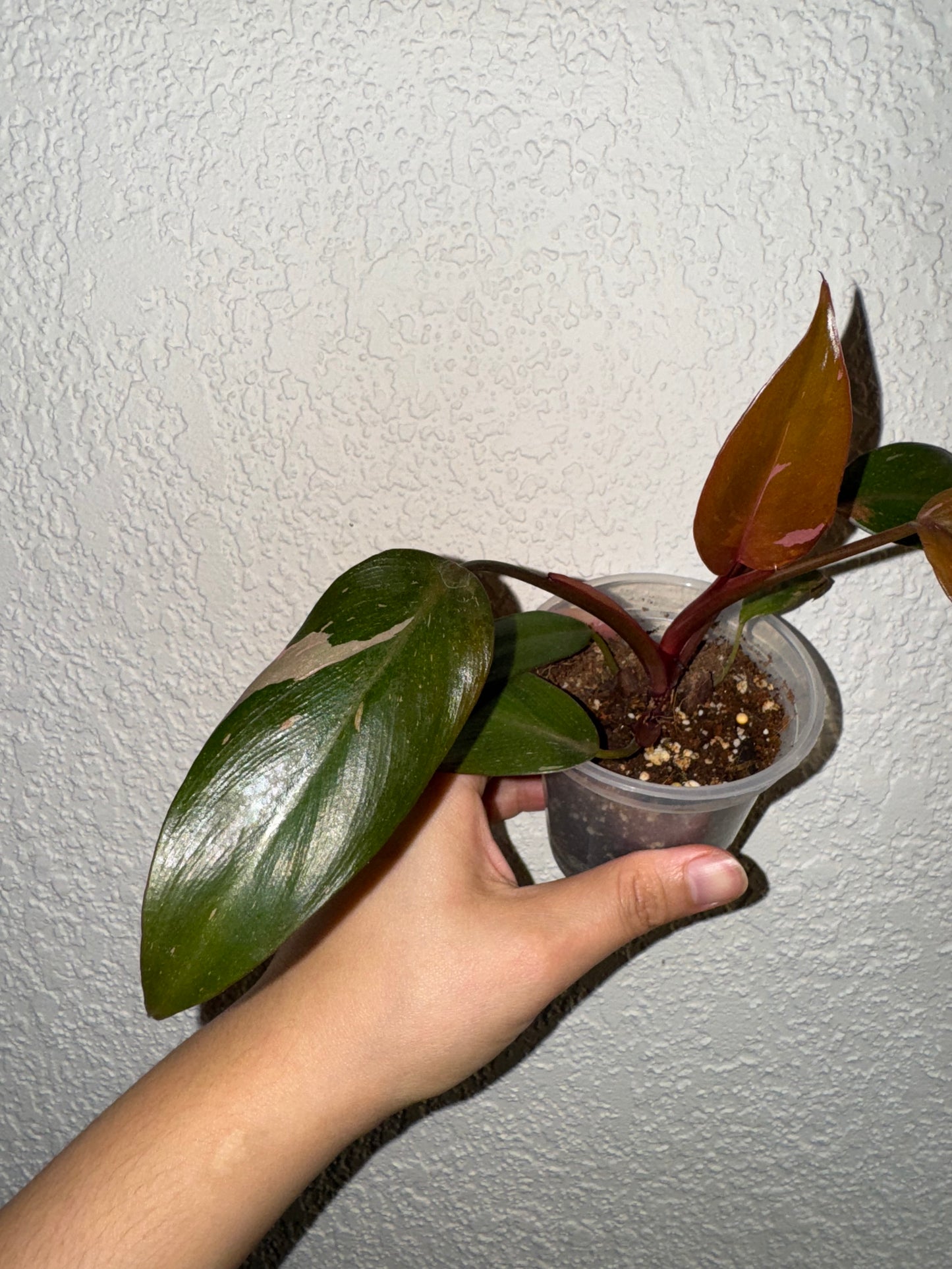 Philodendron Pink Princess Marble