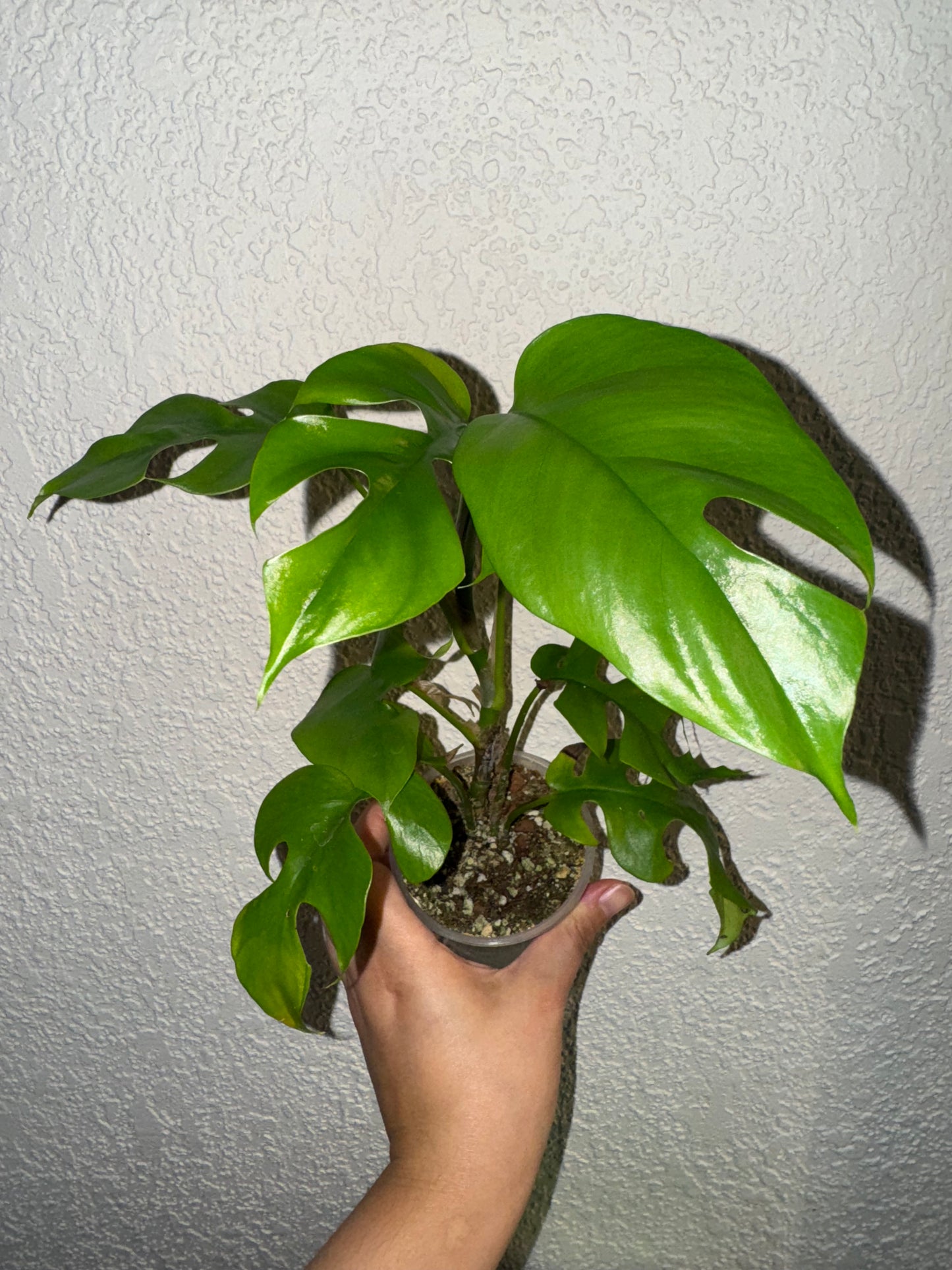 Rhaphidophora Tetrasperma B