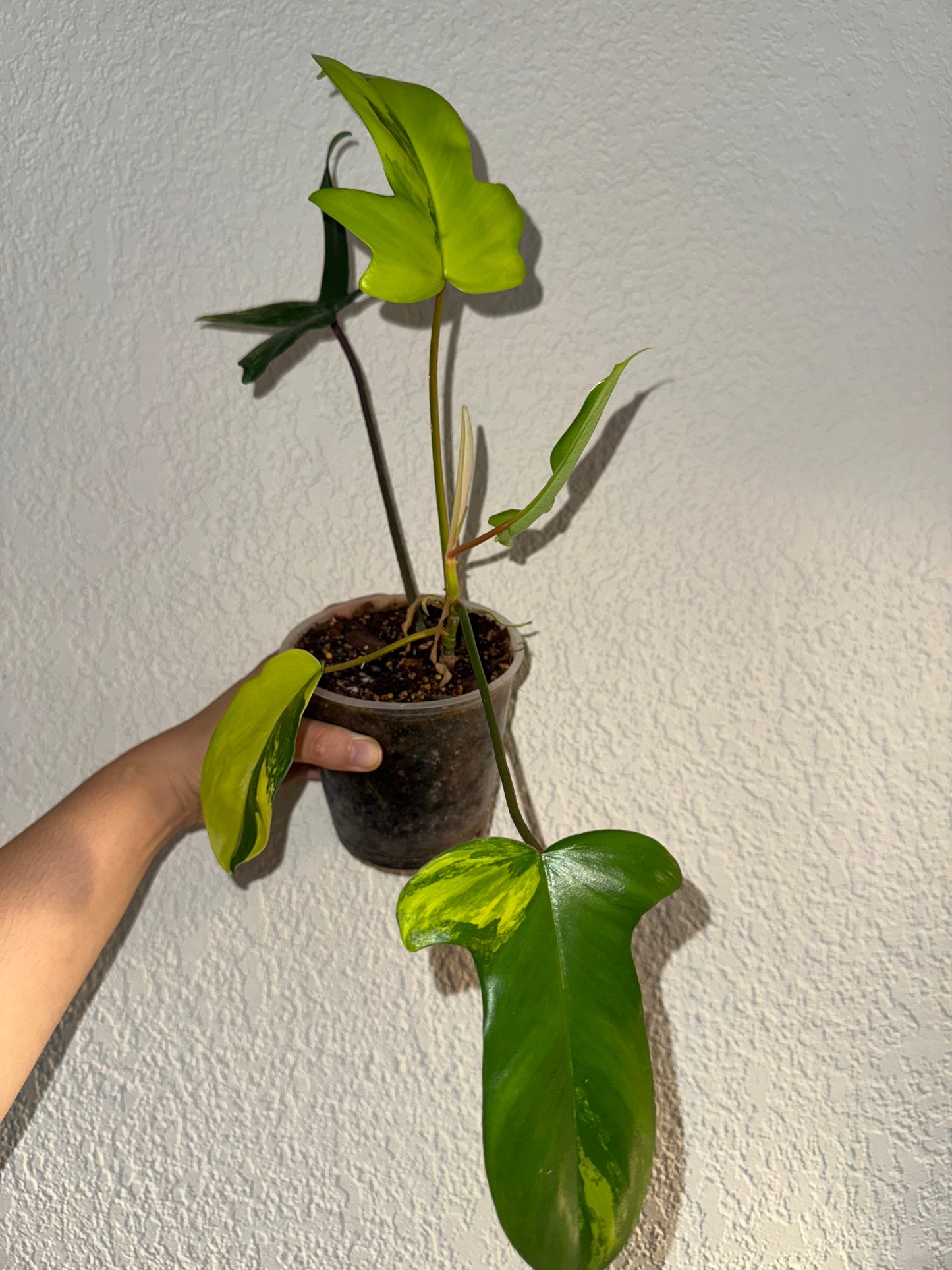 Philodendron Florida Beauty Variegated B
