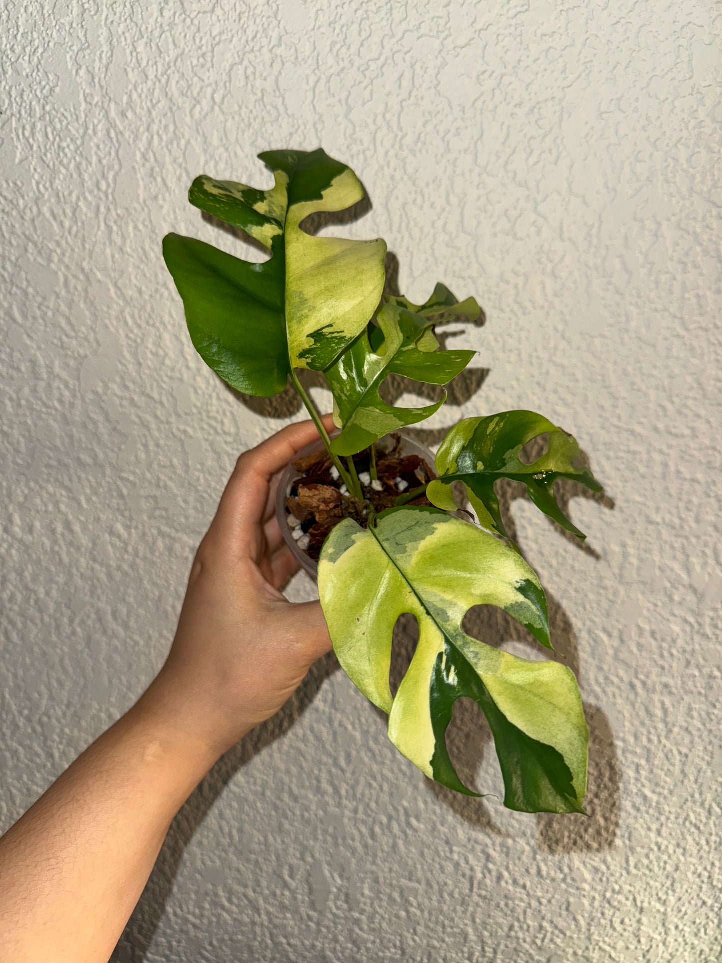 Rhaphidophora Tetrasperma Mint Variegated (Top-Cut)