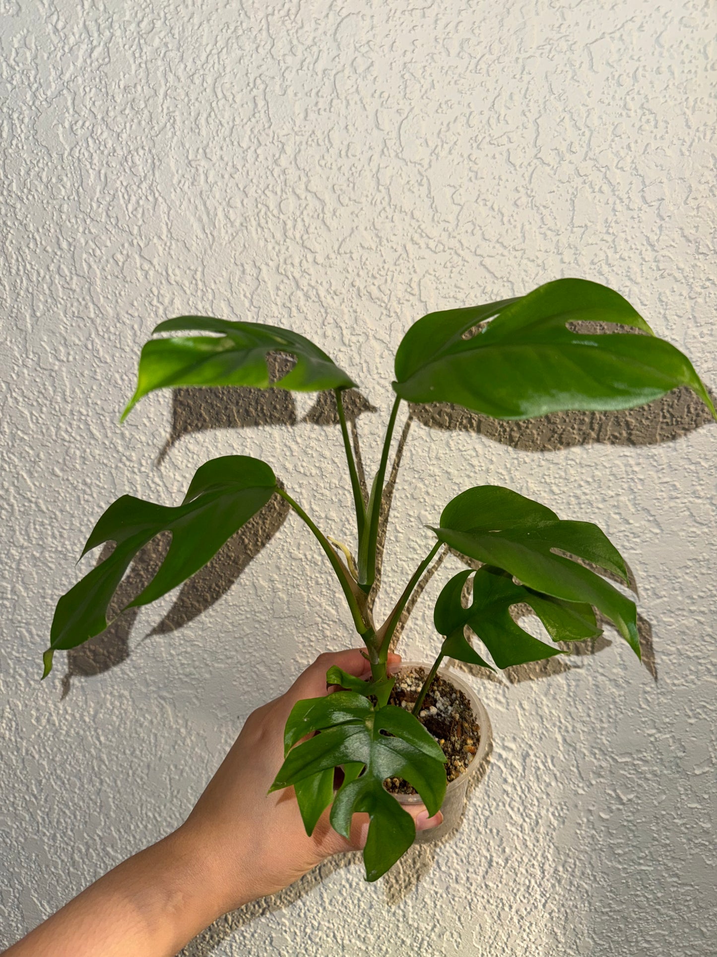 Rhaphidophora Tetrasperma A