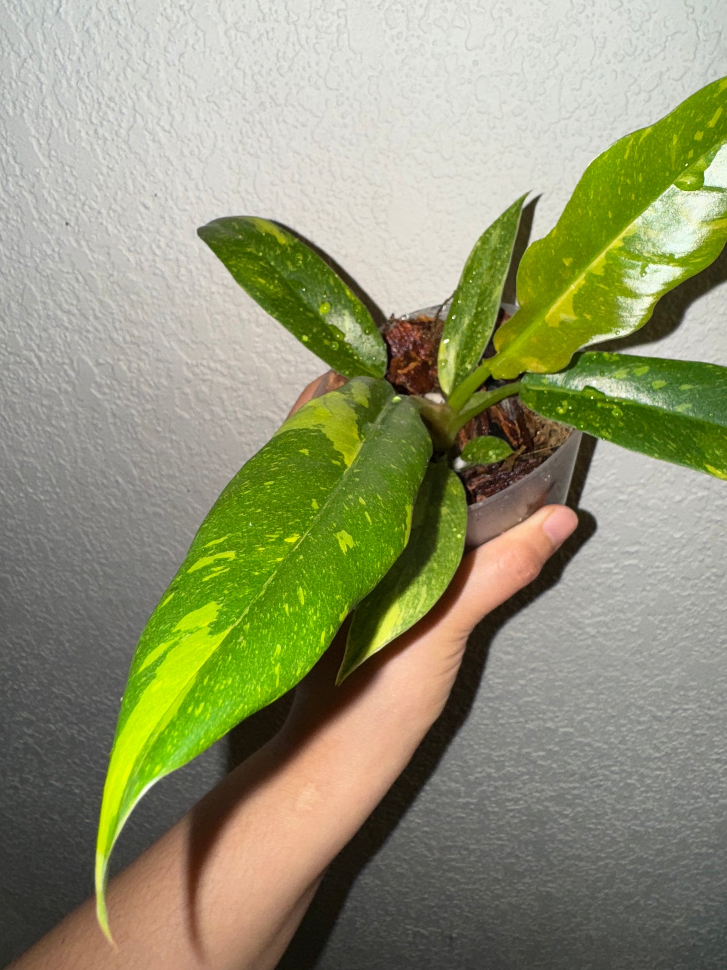 Philodendron Ring of Fire Variegated