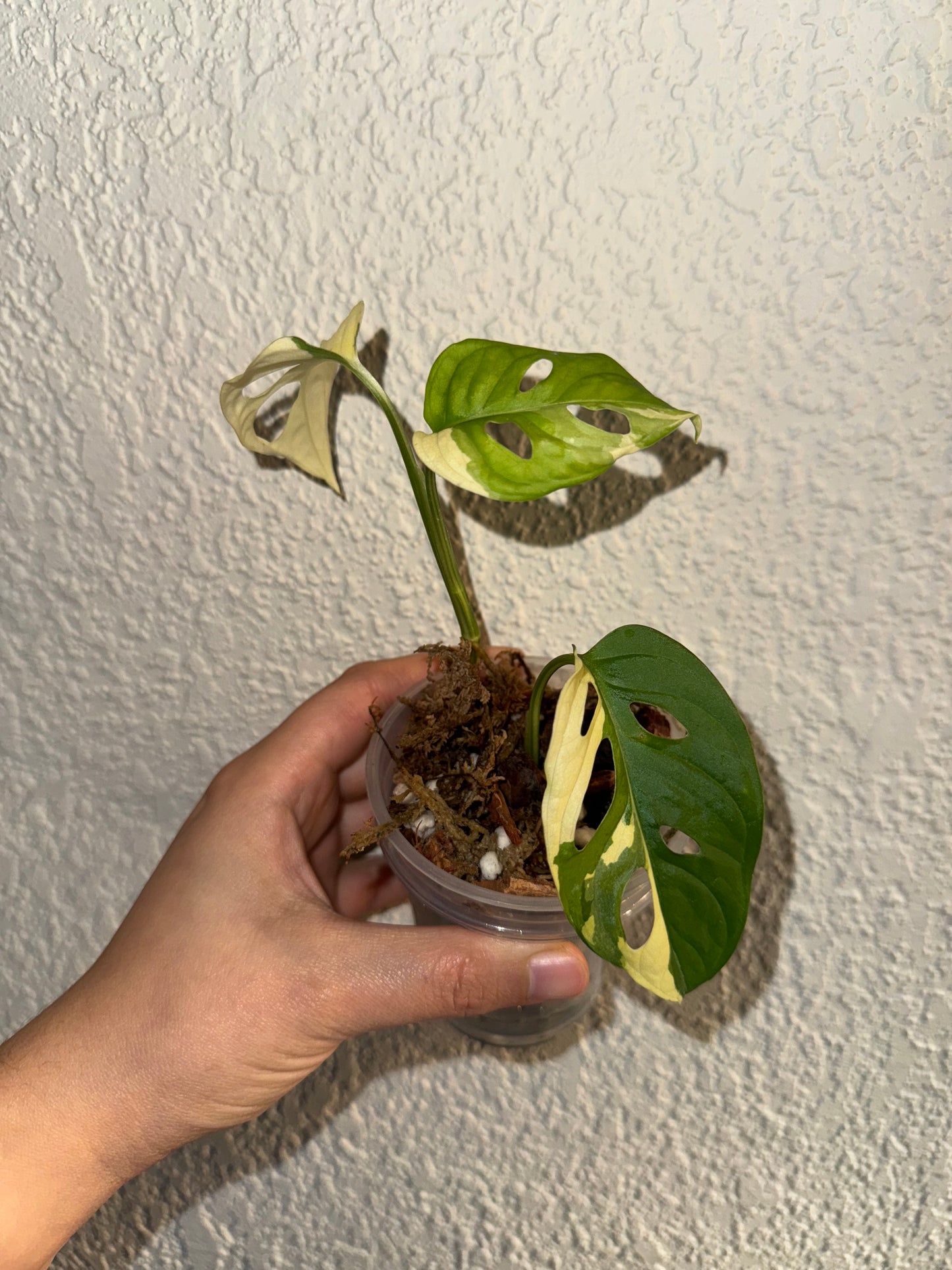 Adansonii Albo Variegated (Top Cut)