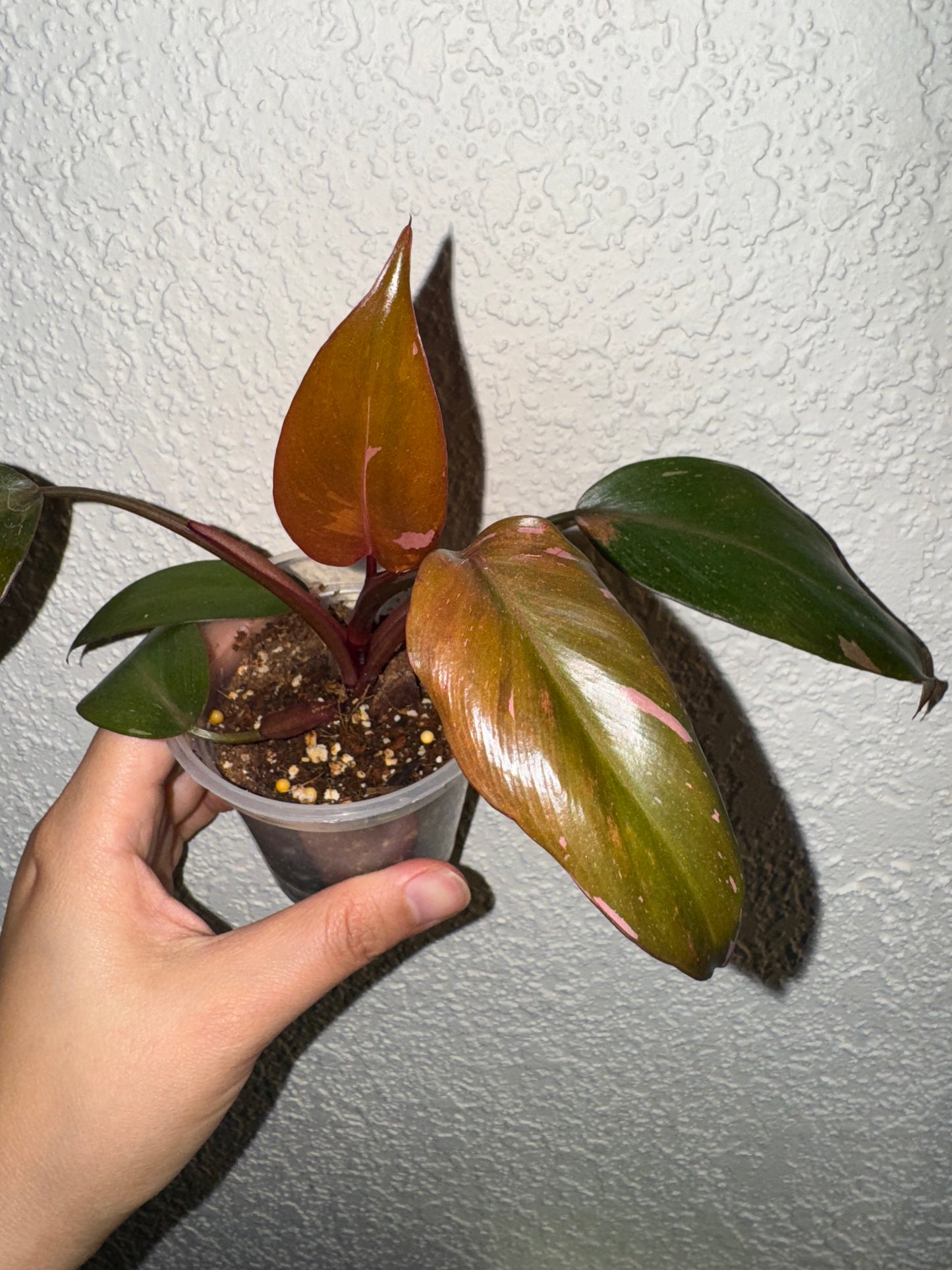 Philodendron Pink Princess Marble