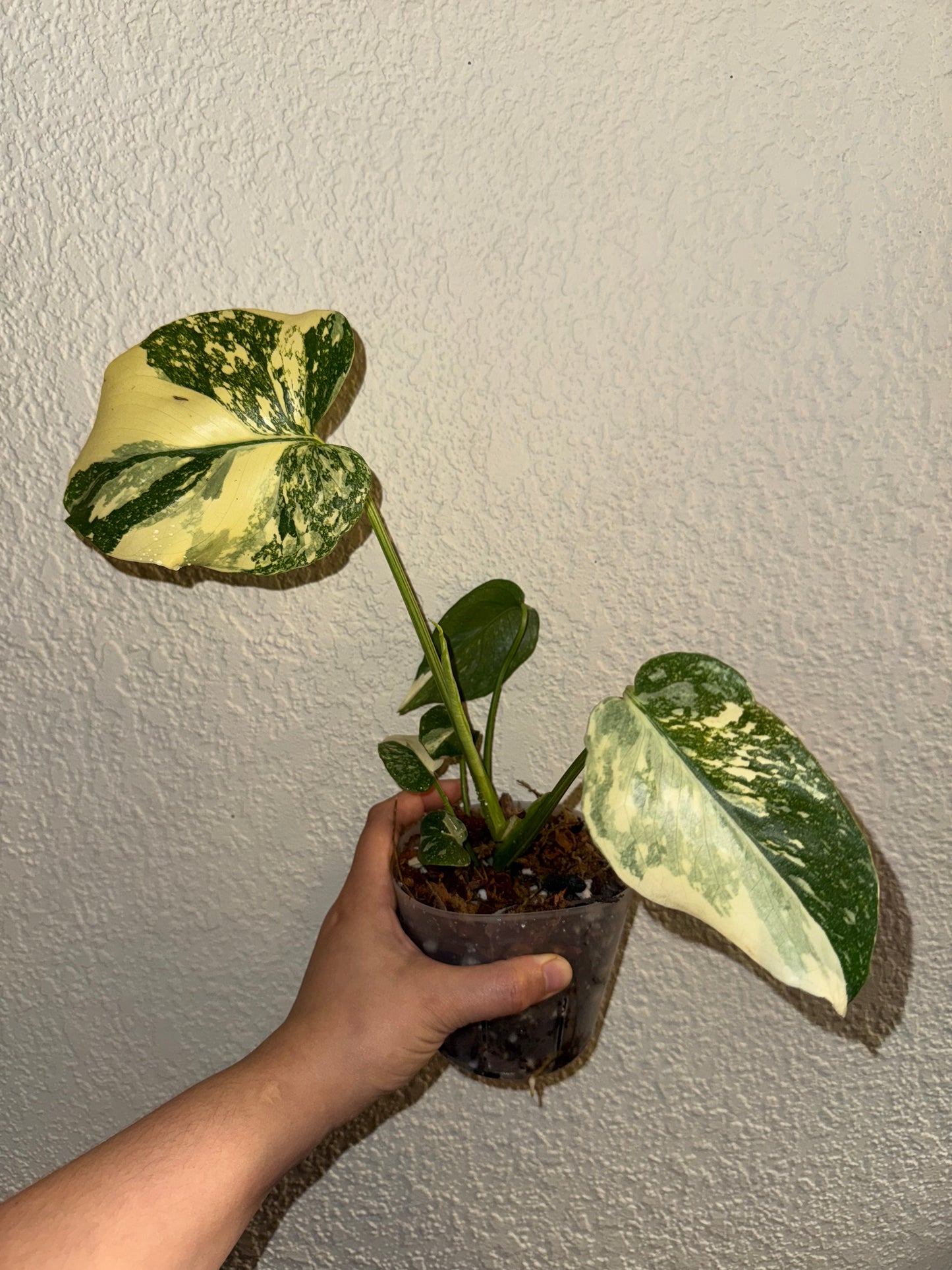 Monstera Thai Constellation Creme Brulee