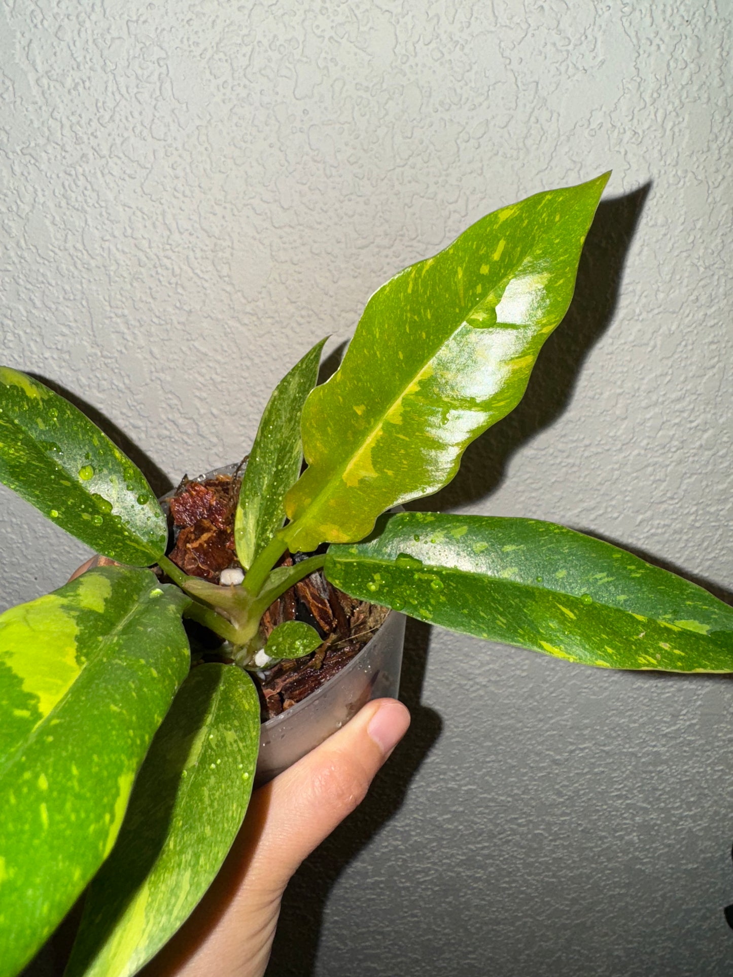 Philodendron Ring of Fire Variegated