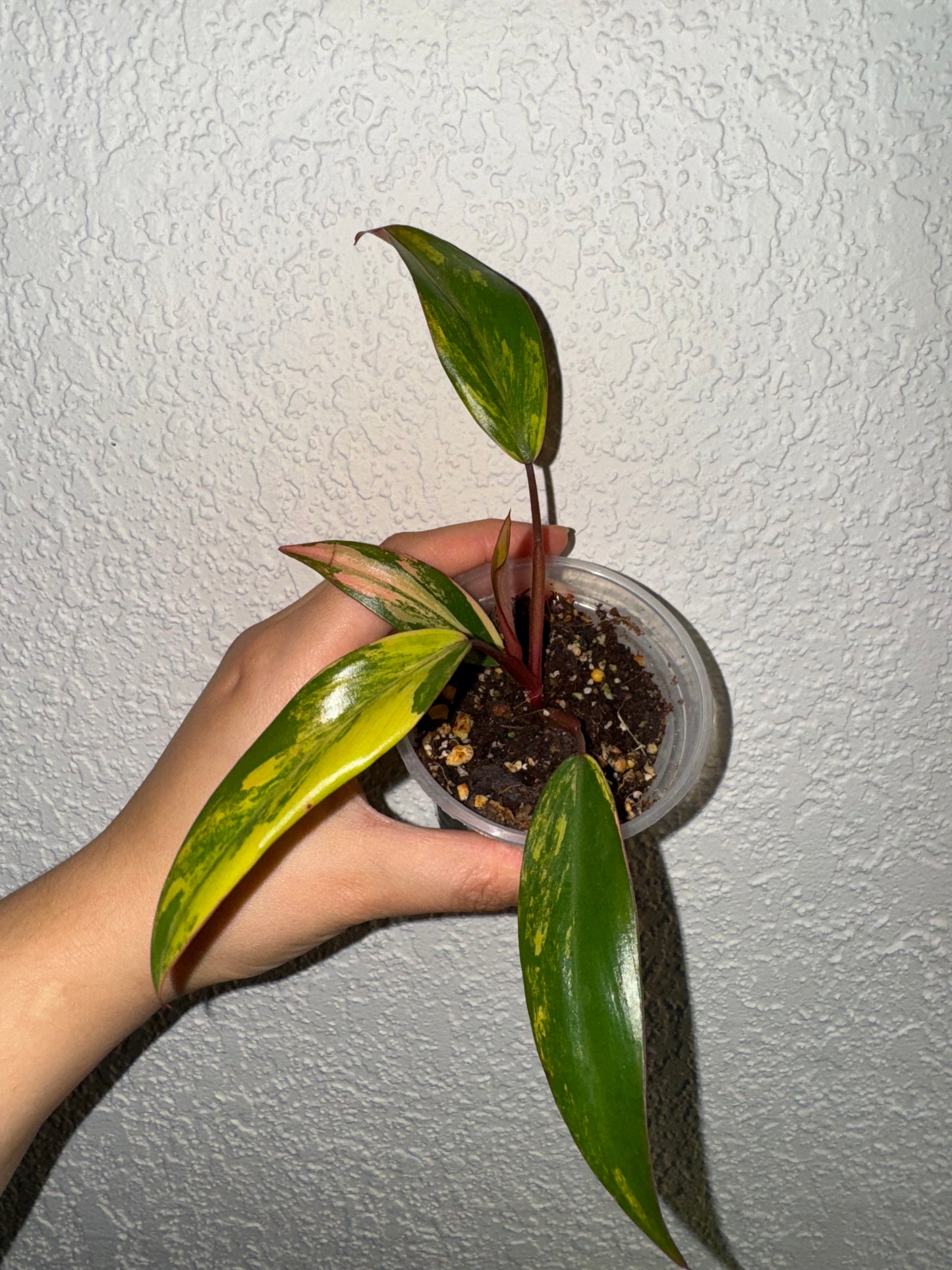 Philodendron Red Emerald Variegated