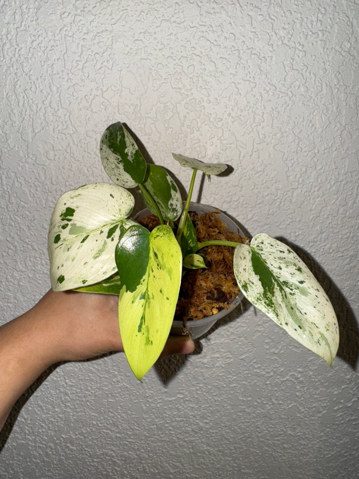Philodendron Islemanii