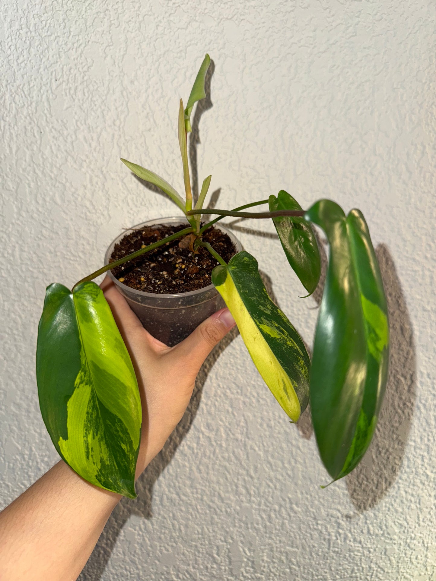 Philodendron Florida Beauty Variegated A