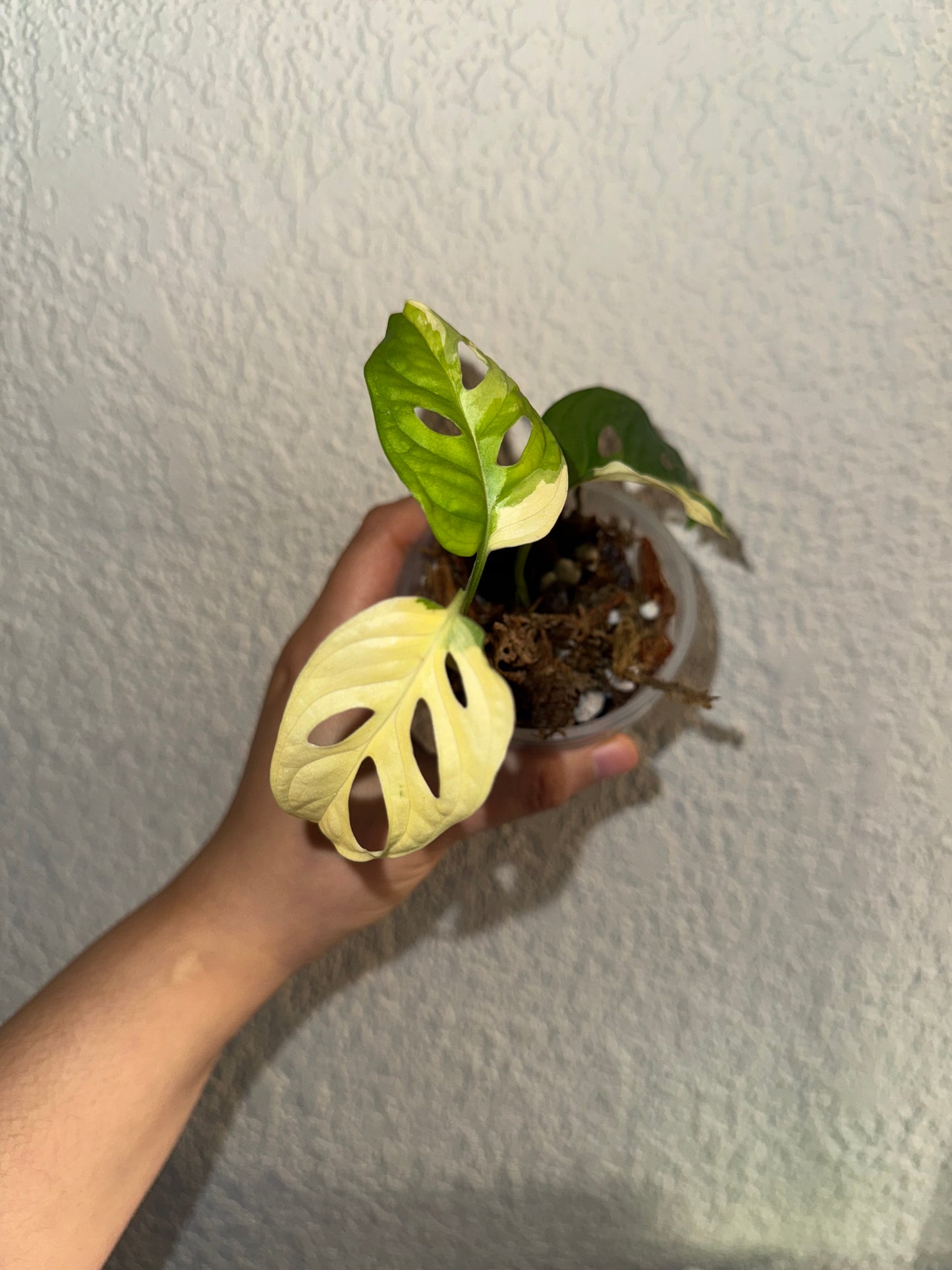 Adansonii Albo Variegated (Top Cut)