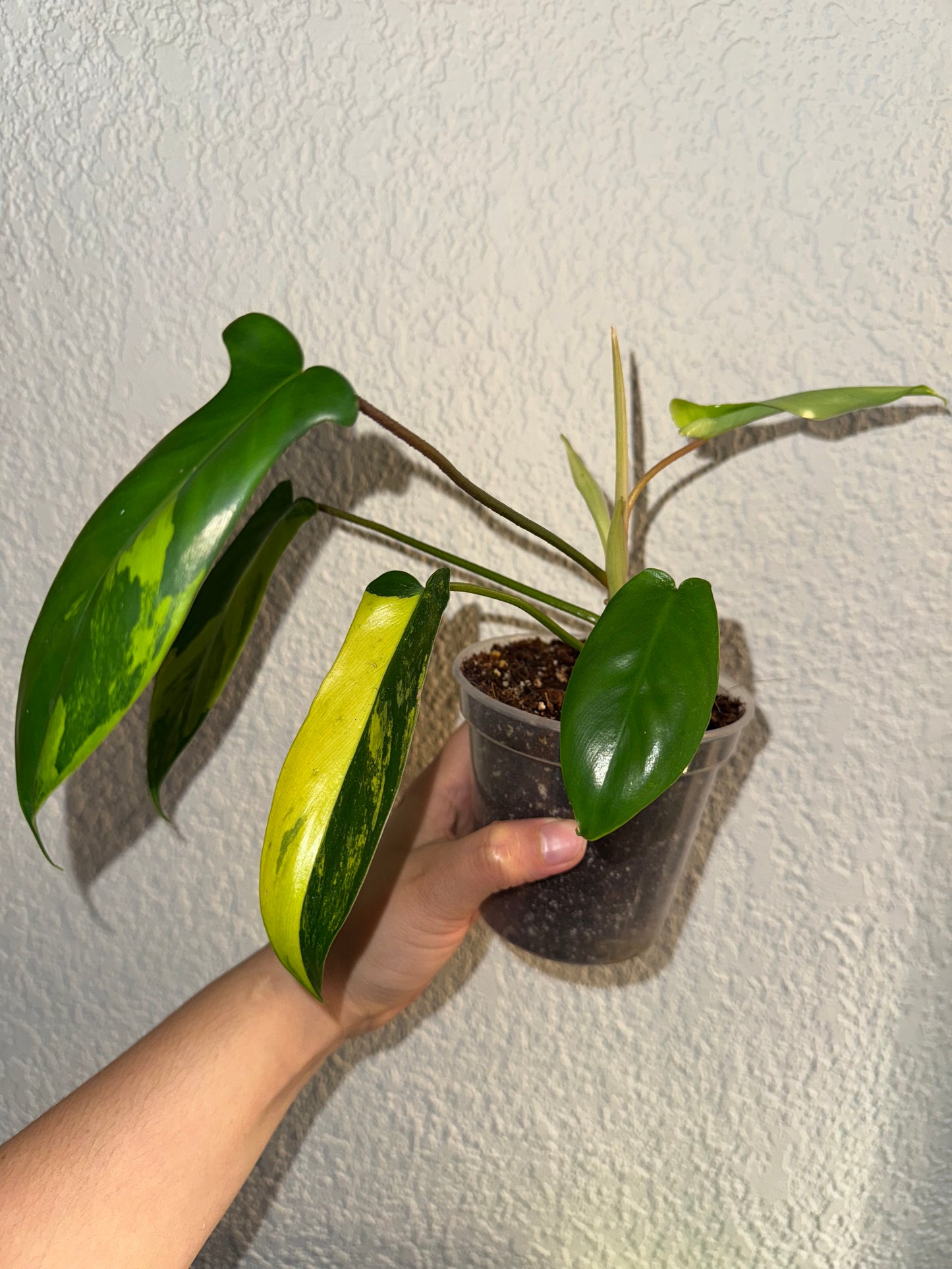 Philodendron Florida Beauty Variegated A