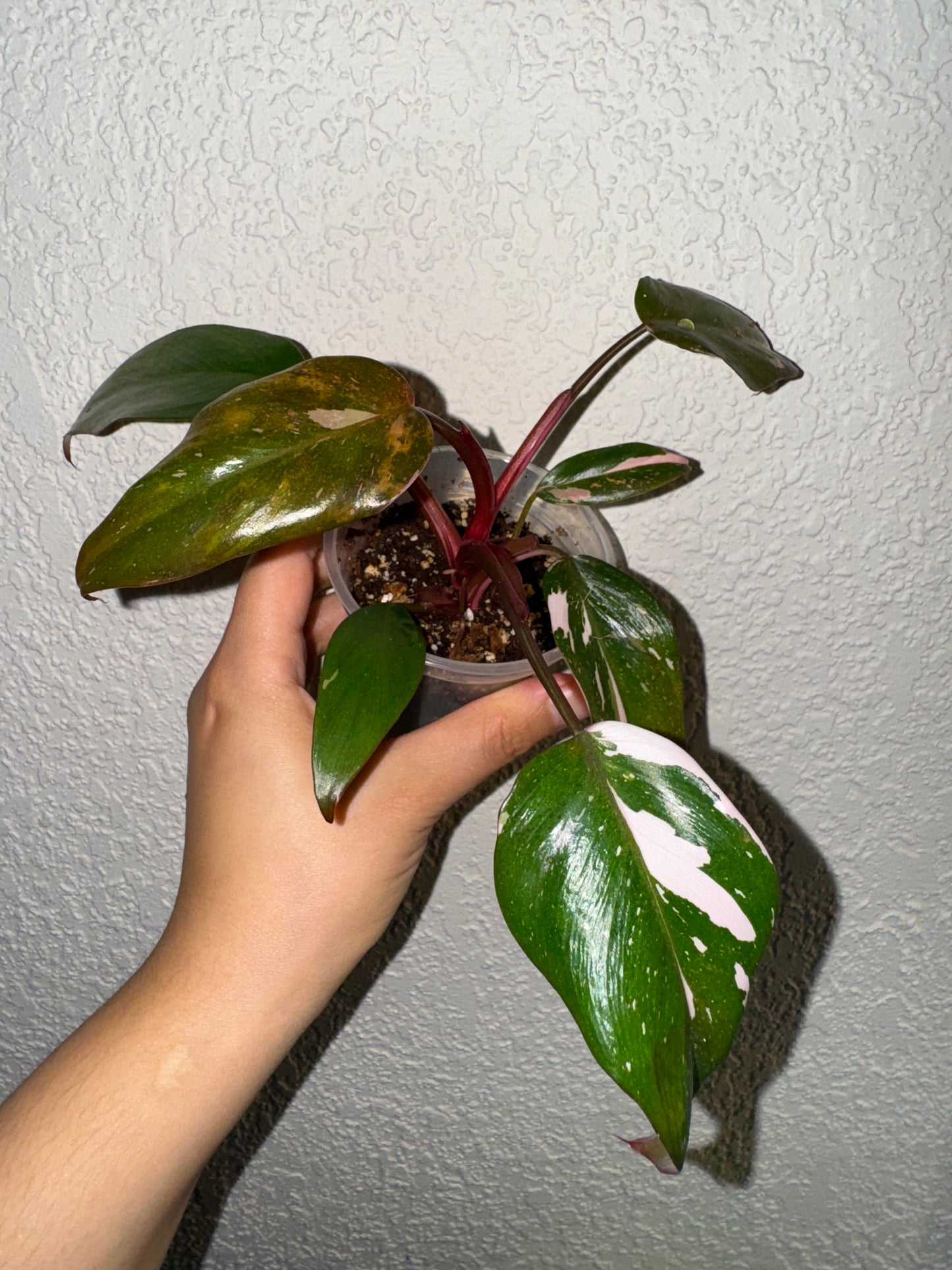 Philodendron Red Anderson