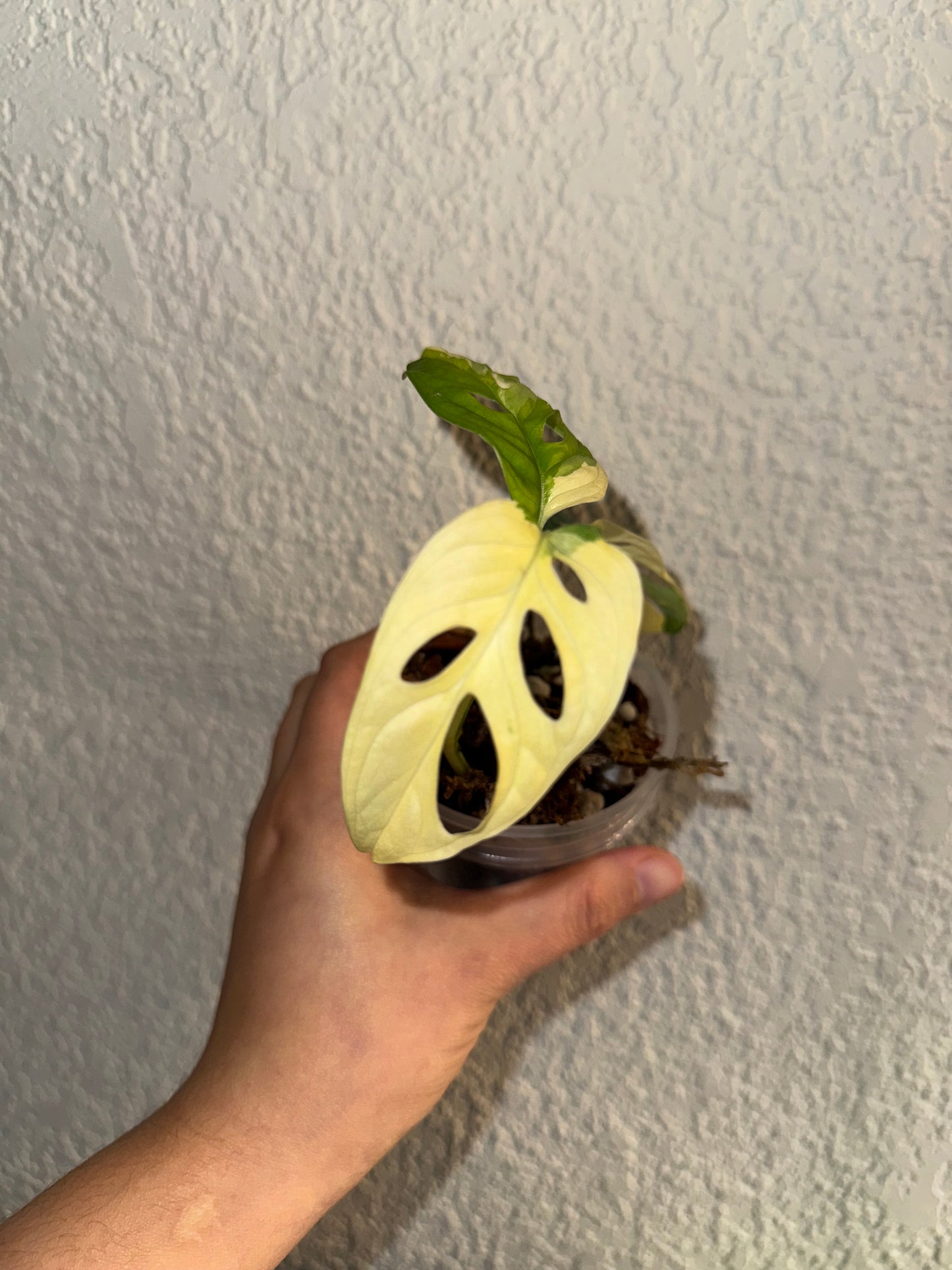 Adansonii Albo Variegated (Top Cut)