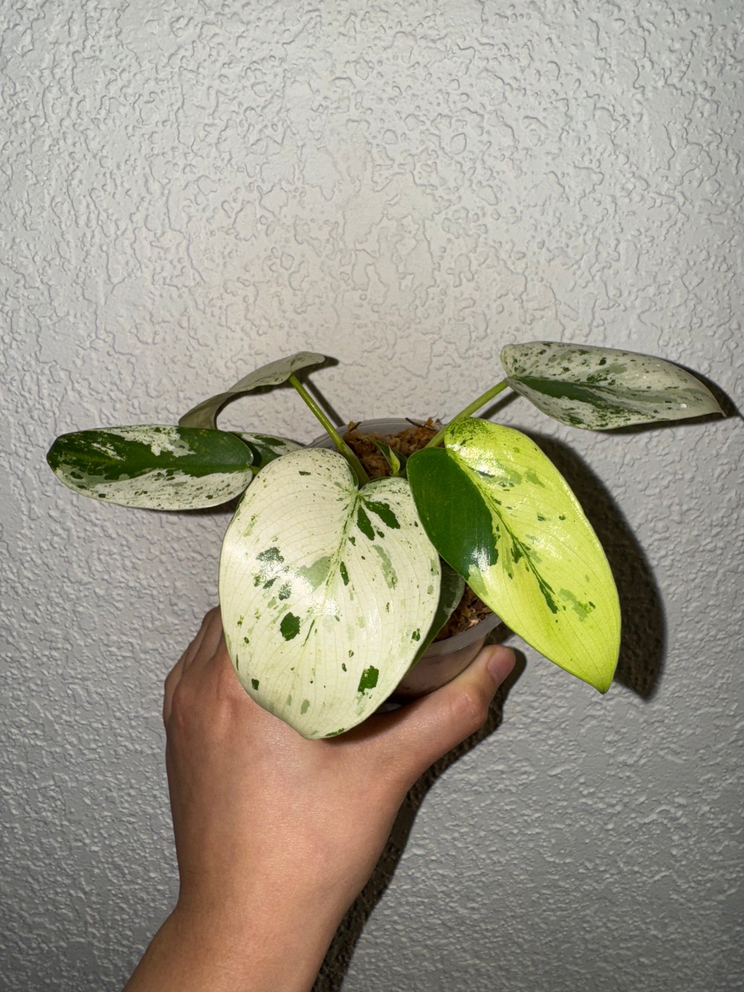 Philodendron Islemanii