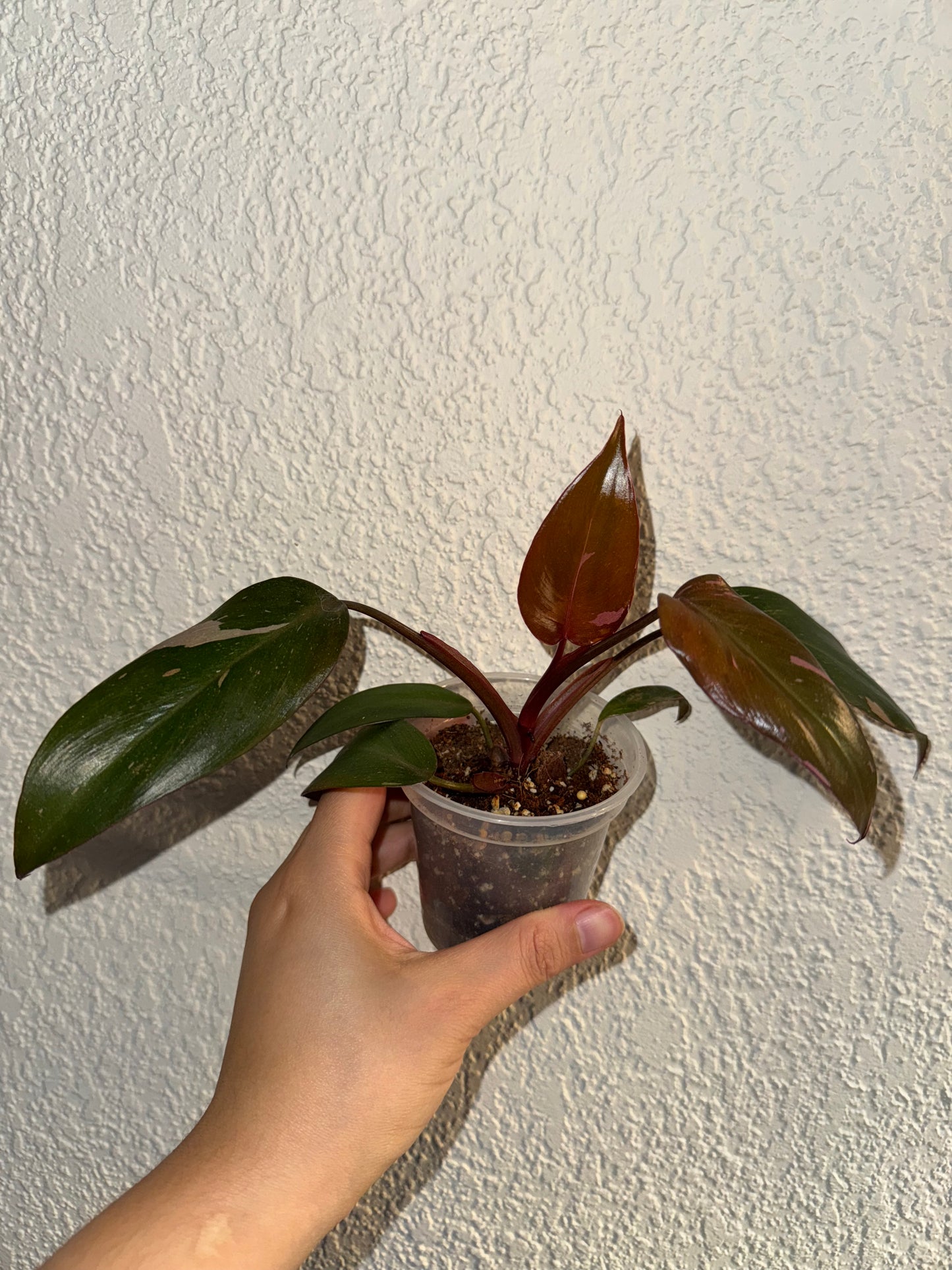 Philodendron Pink Princess Marble