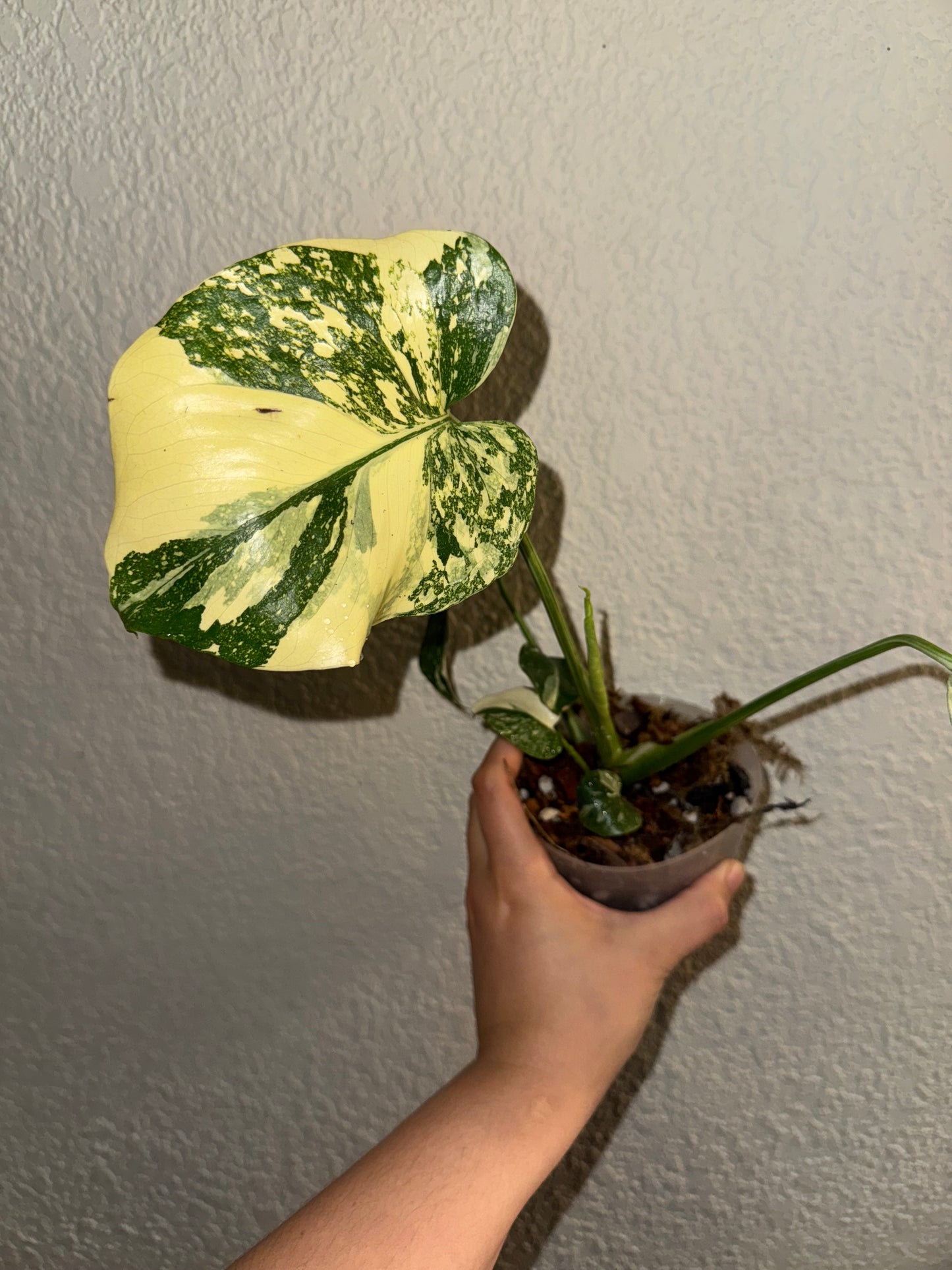 Monstera Thai Constellation Creme Brulee