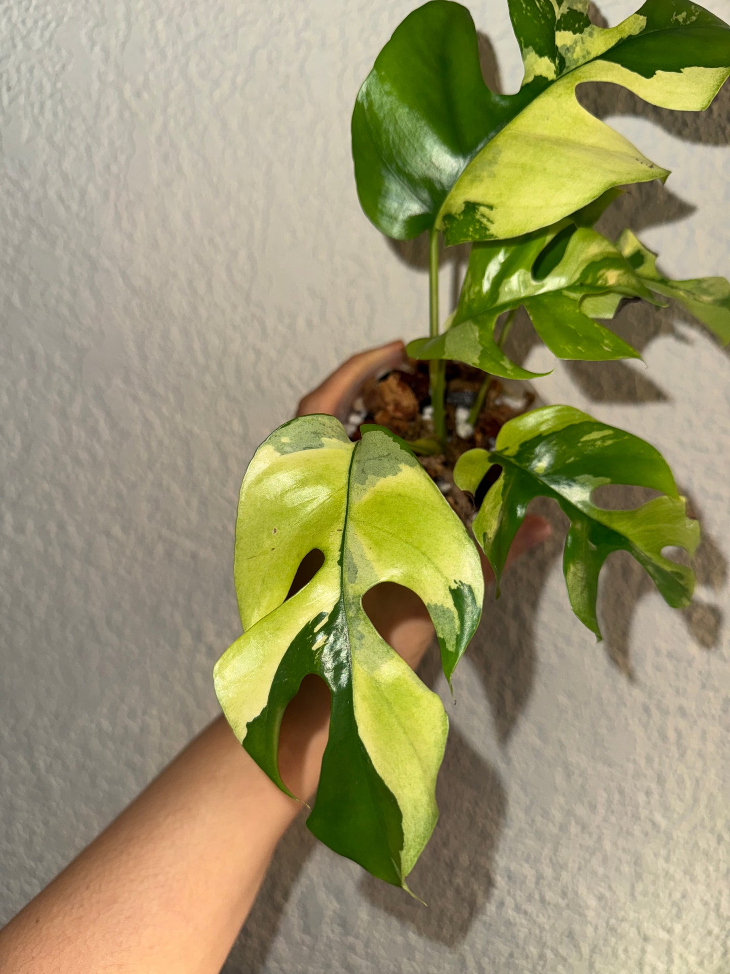 Rhaphidophora Tetrasperma Mint Variegated (Top-Cut)