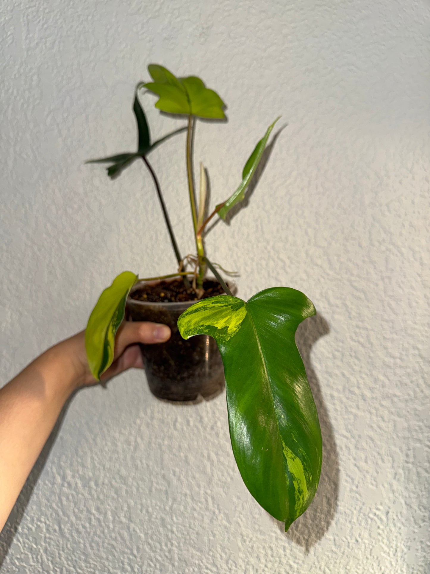 Philodendron Florida Beauty Variegated B