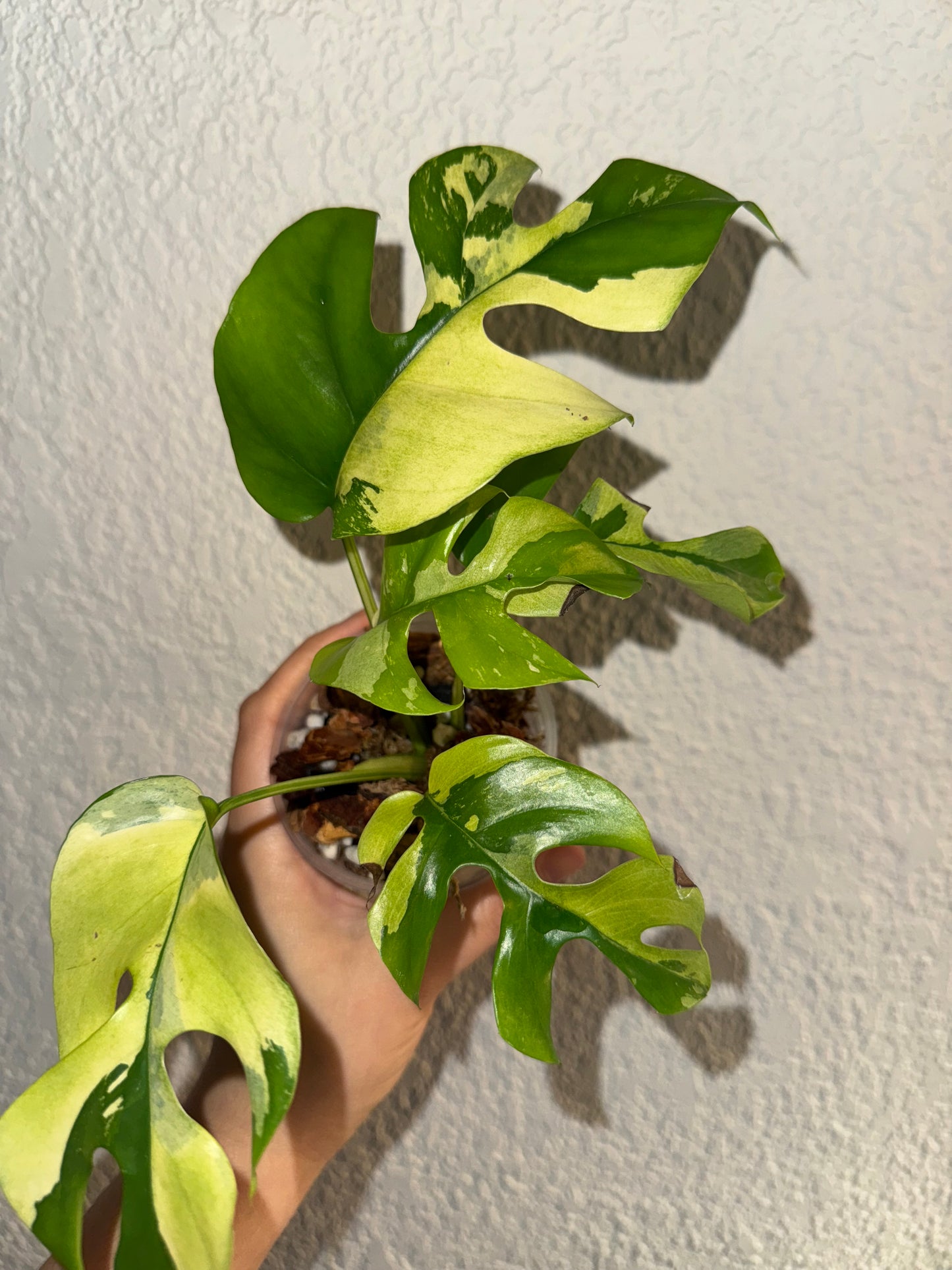 Rhaphidophora Tetrasperma Mint Variegated (Top-Cut)