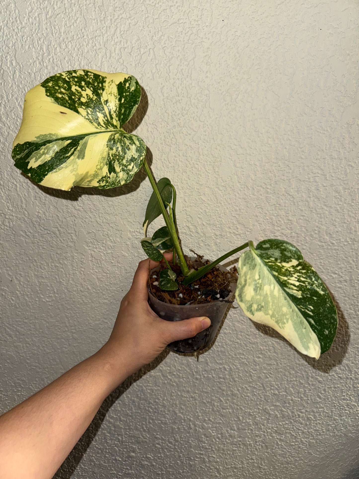 Monstera Thai Constellation Creme Brulee
