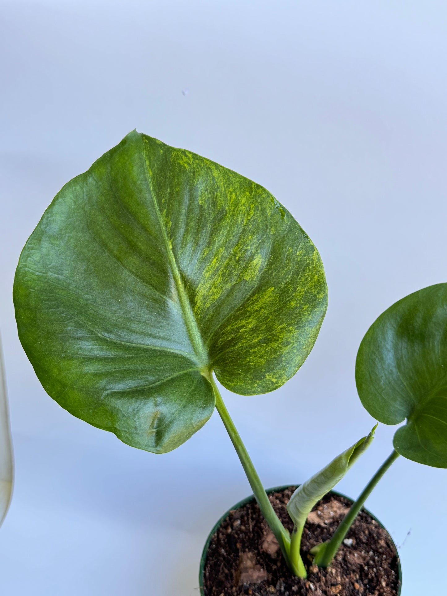 🦄 Monstera Deliciosa Green on Green Variegated