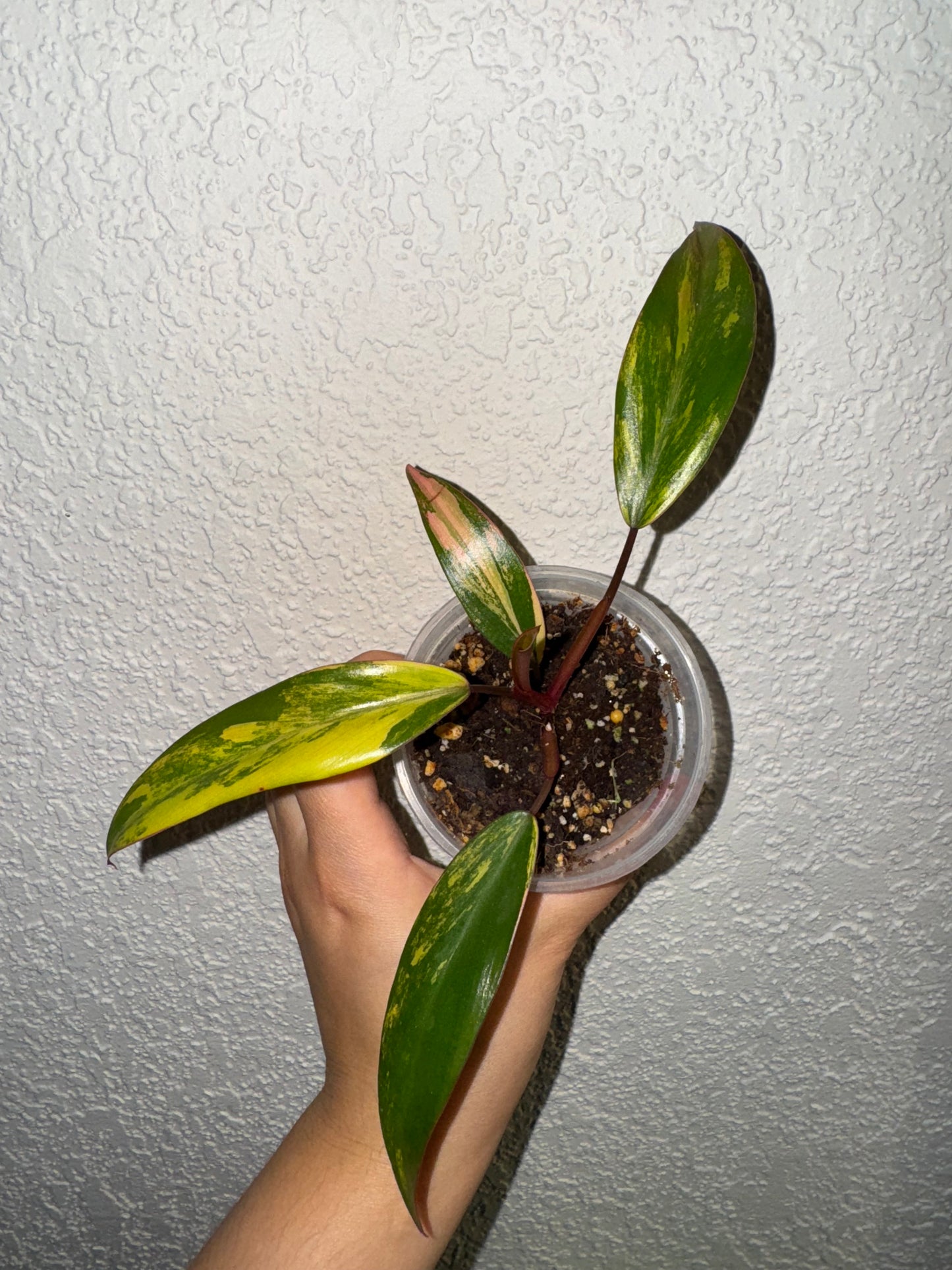 Philodendron Red Emerald Variegated