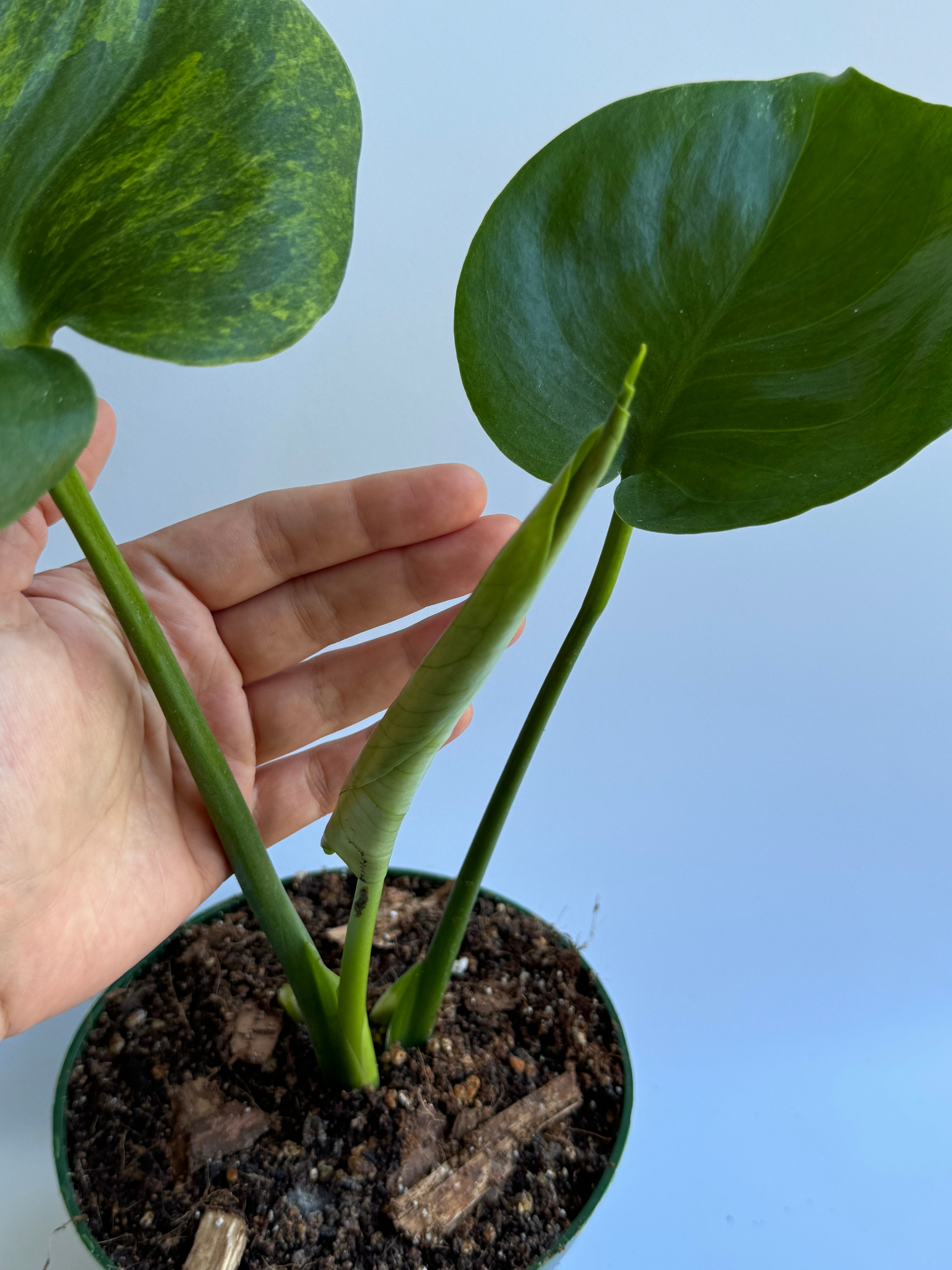 🦄 Monstera Deliciosa Green on Green Variegated – Alina Plants 🦄 Monstera Deliciosa Green on Green Variegated – Alina Plants