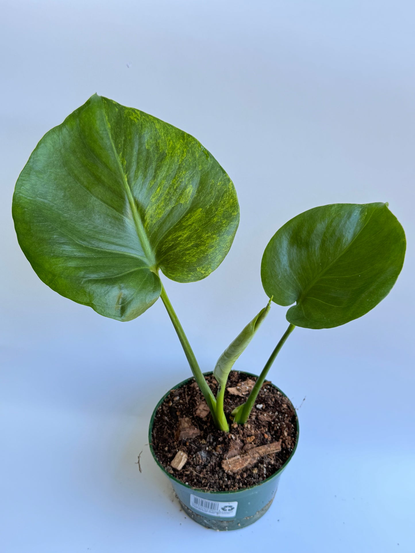 🦄 Monstera Deliciosa Green on Green Variegated